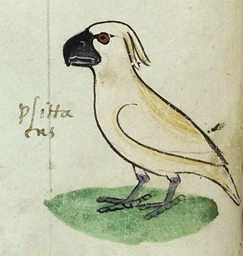 Illustration for article titled El dibujo de una cacatúa australiana en un libro del siglo XIII desafía lo que sabemos sobre la edad media